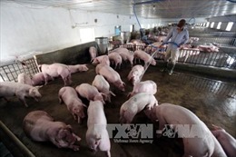 Bình Định bàn giải pháp hỗ trợ người nuôi lợn